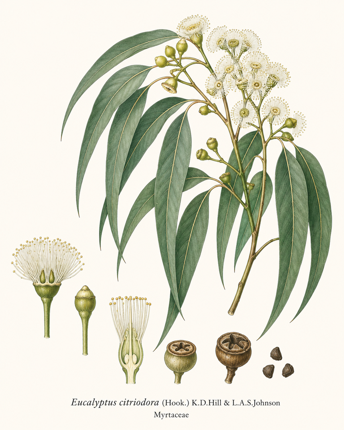 Eucalyptus Citriodora botanical illustration