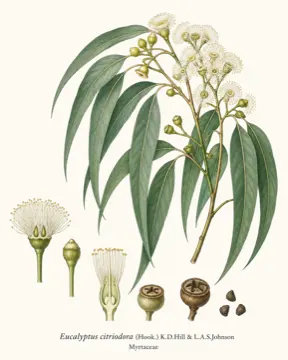Eucalyptus Citriodora botanical illustration