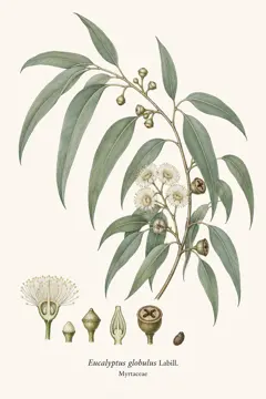 Eucalyptus Globulus botanical illustration