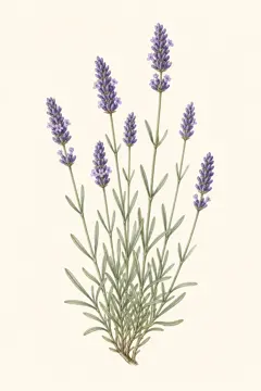 Lavender botanical illustration