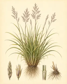 Palmarosa botanical illustration
