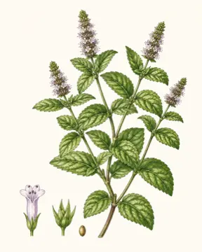 Peppermint botanical illustration