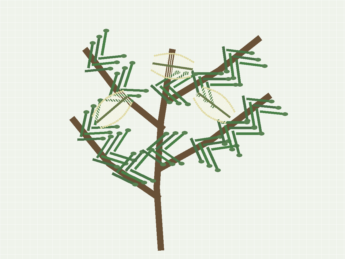 Tea Tree botanical illustration