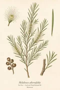 Tea Tree botanical illustration