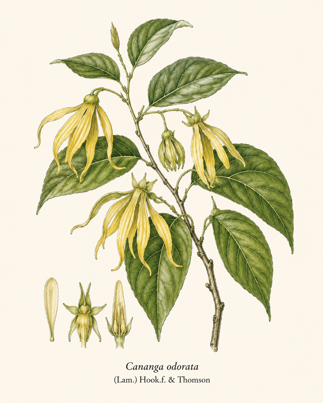 Ylang-Ylang botanical illustration