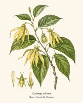Ylang-Ylang botanical illustration