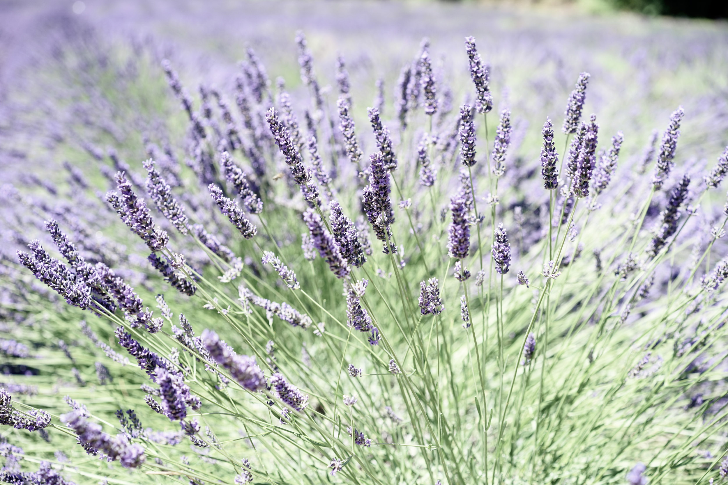 Lavender plants for an aromatherapy blend for stress support